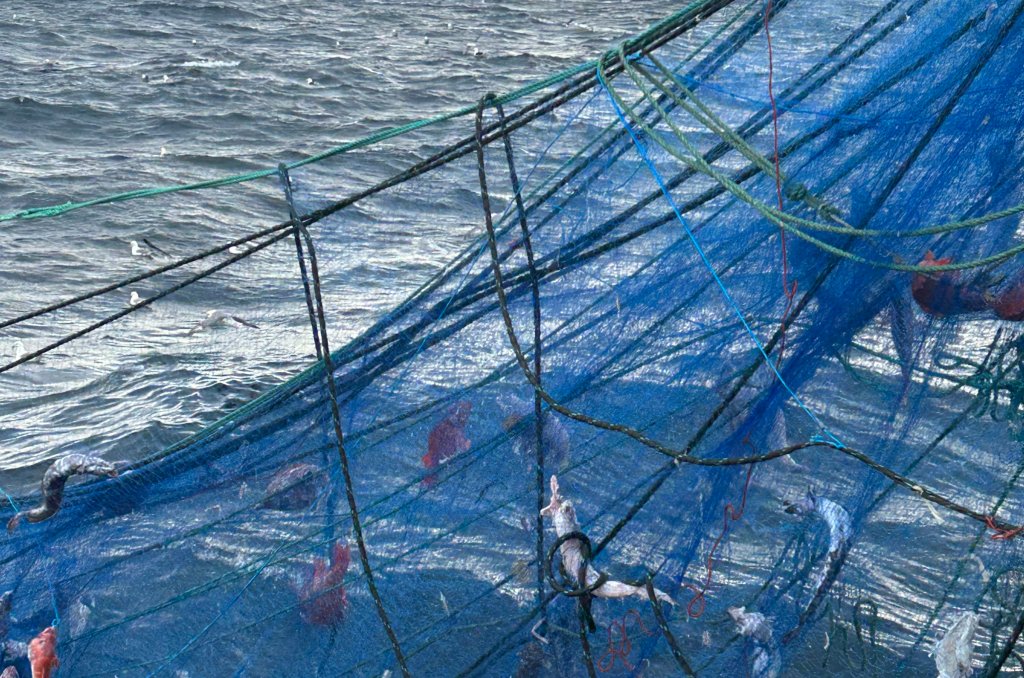 Foto: Fiskeridirektoratet