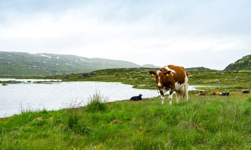 Digital løsning forbedrer melkeku-rasen i Norge