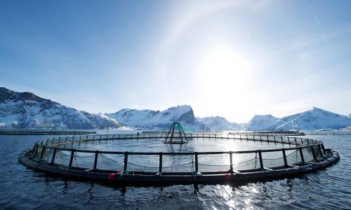 Setter lakselus på kartet