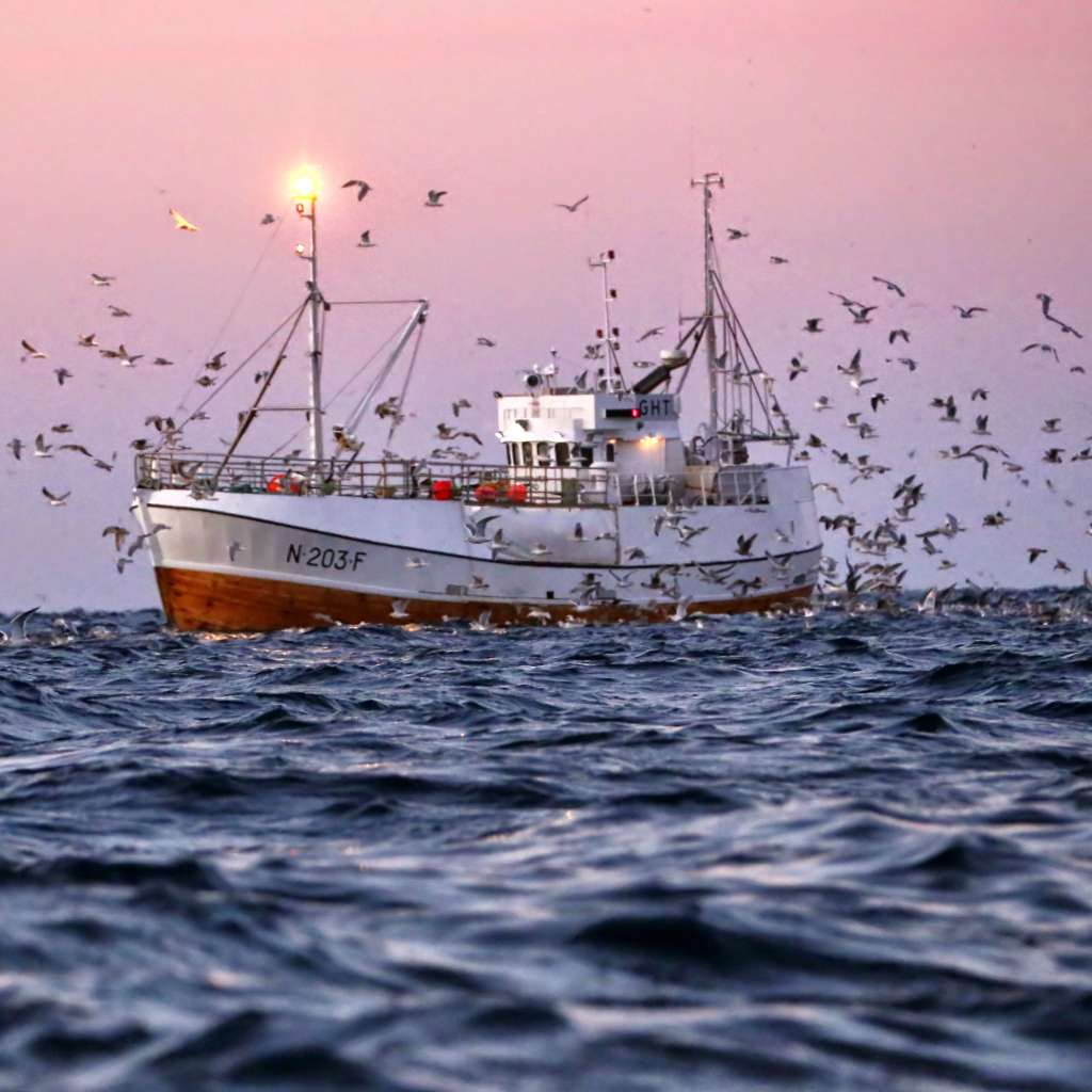 Fiskebåt i sonledgang