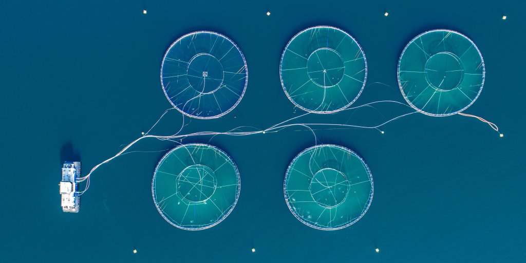 fiskeoppdrettScaleAQ1